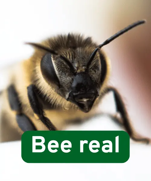 142 Bee Puns to Keep You Buzzing with Laughter 8 Short Bee Puns