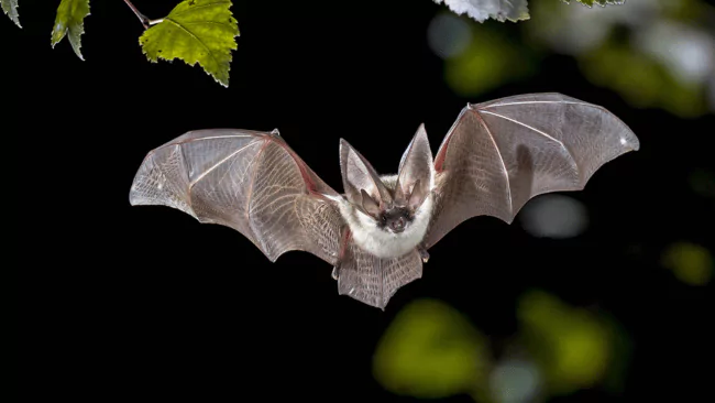 Bat Puns