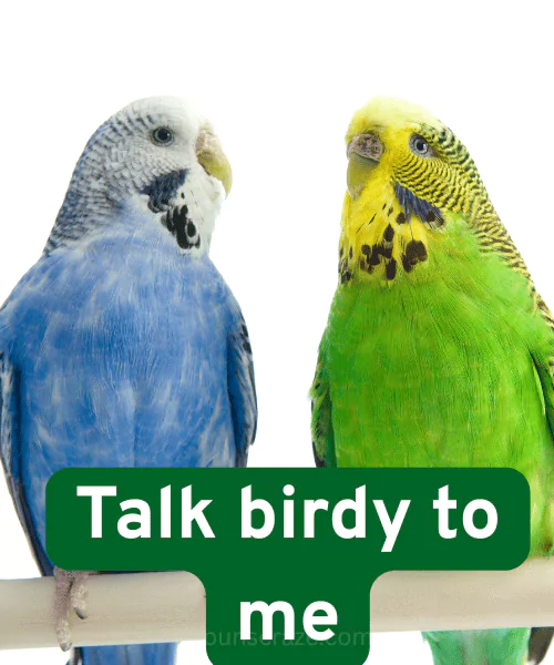 138 Budgie Puns to Make You Squawk With Laughter 2 Best Budgie Puns