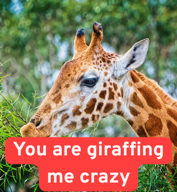 170 Giraffe Puns That will Make You Stick Your Neck Out 2 Best Giraffe Puns