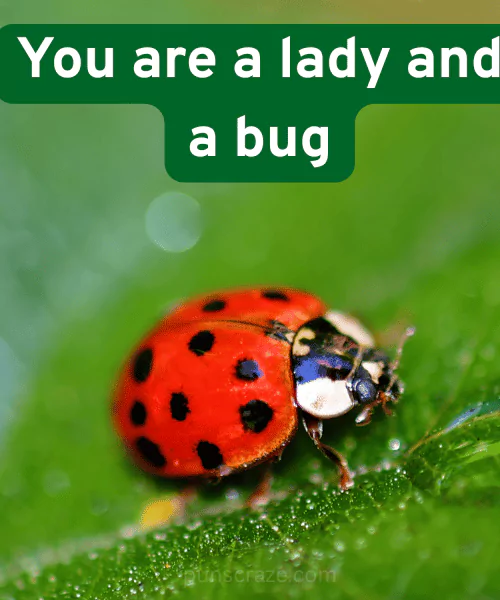 144 Insect Puns That Will Make You Smile 2 Best Insect Puns