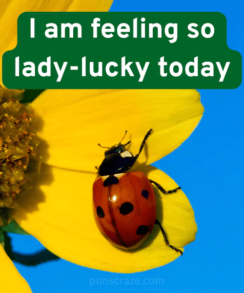 113 Ladybug Puns That will Bug You With Laughter 2 Best Ladybug Puns