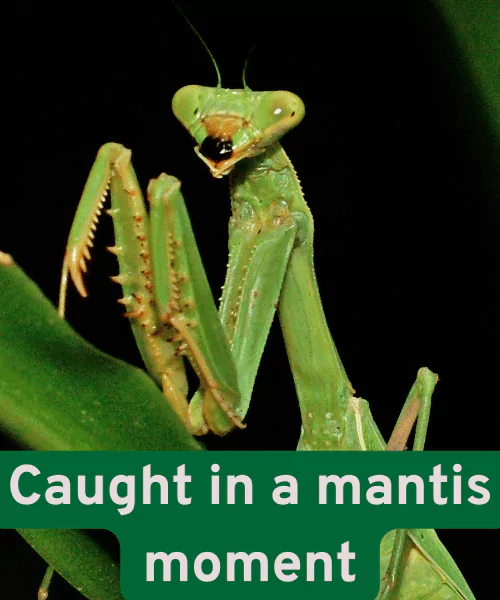 110 Mantis Puns That Are Bugged Out with Humor 2 Best Mantis Puns