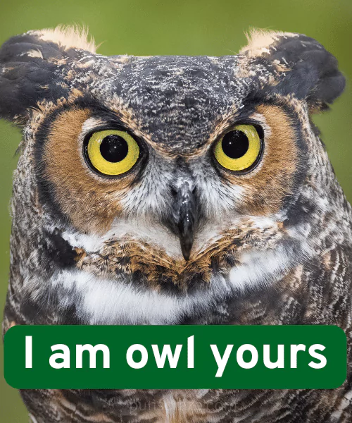 200+ Best Owl Puns for Every Occasion 2 Best Owl Puns