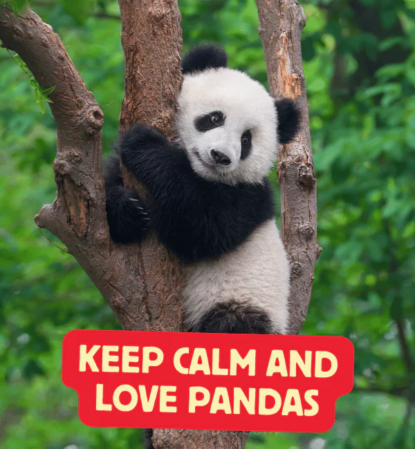 194 Panda Puns That Are Beary Funny and Adorable 2 Best Panda Puns