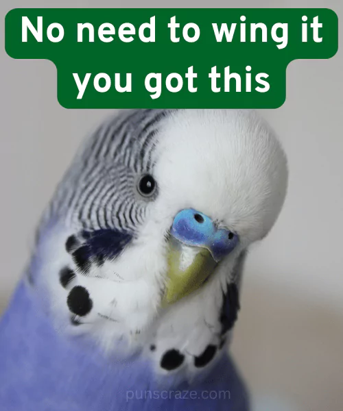 114 Parakeet Puns That Will Make You Smile 2 Best Parakeet Puns