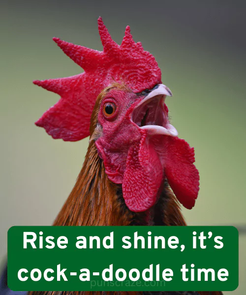 118 Rooster Puns That Will Have You Clucking with Laughter 2 Best Rooster Puns
