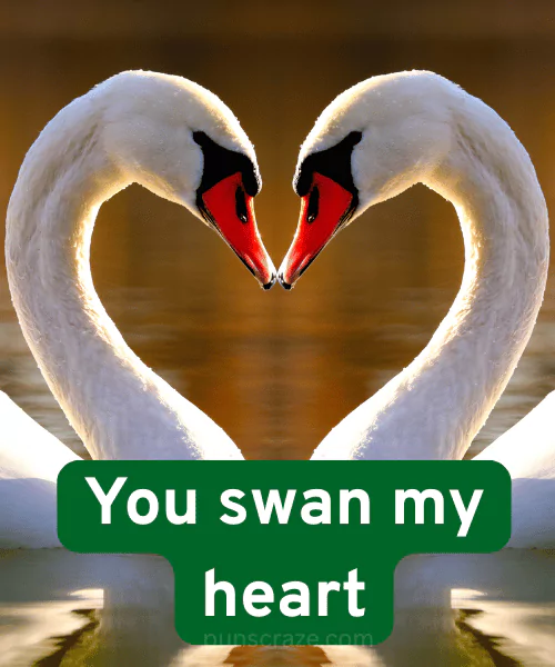 133 Swan Puns That will Quack You Up with Laughter 2 Best Swan Puns