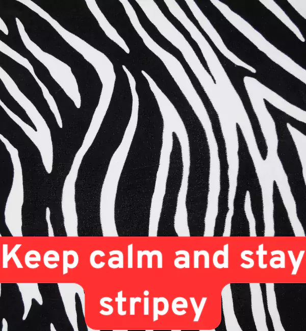163 Zebra Puns That Will Make You Smile in Black and White 2 Best Zebra Puns