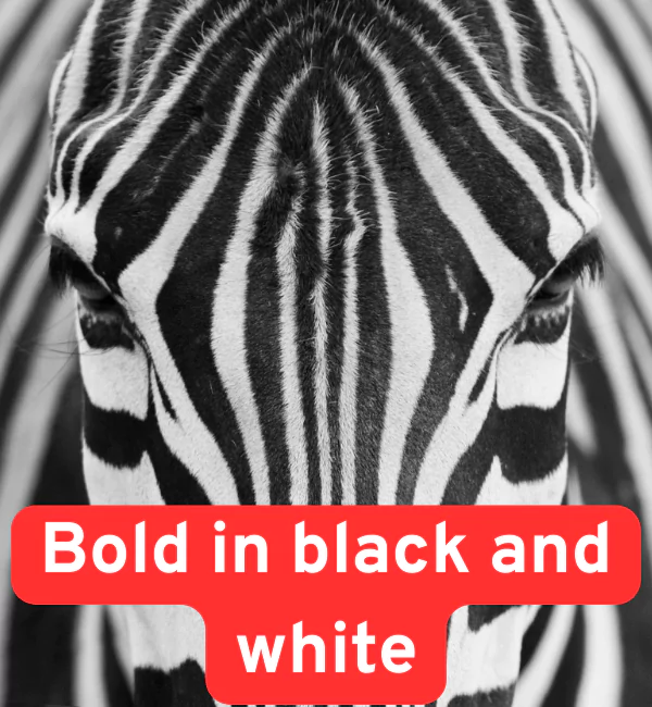 163 Zebra Puns That Will Make You Smile in Black and White 3 Bold in black and white