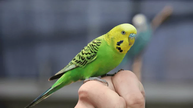 Budgie Puns
