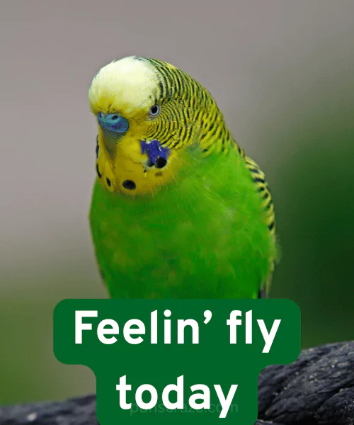 138 Budgie Puns to Make You Squawk With Laughter 4 Budgie Puns Captions