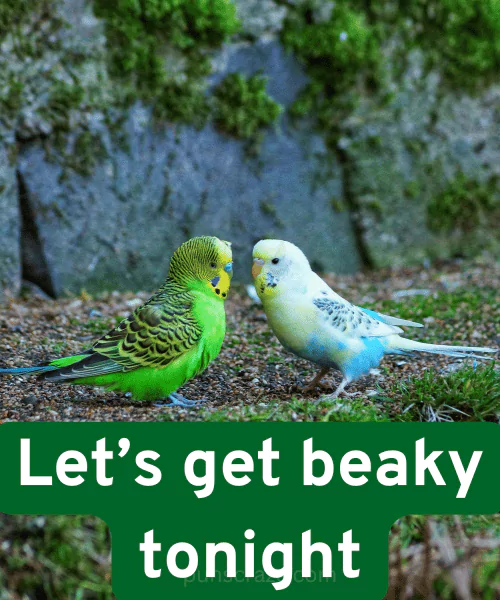 138 Budgie Puns to Make You Squawk With Laughter 5 Budgie Puns Dirty