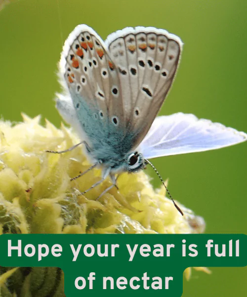 200+ Best Butterfly Puns That Make You Smile 5 Butterfly Puns Birthday