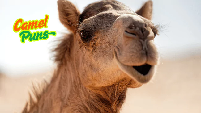 Camel Puns