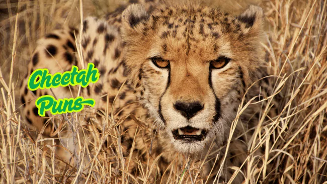 Cheetah Puns