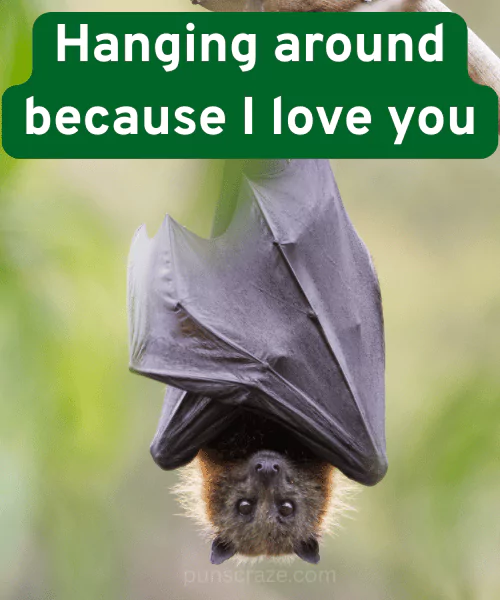 Cute Bat Puns