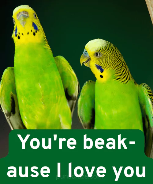 138 Budgie Puns to Make You Squawk With Laughter 3 Cute Budgie Puns