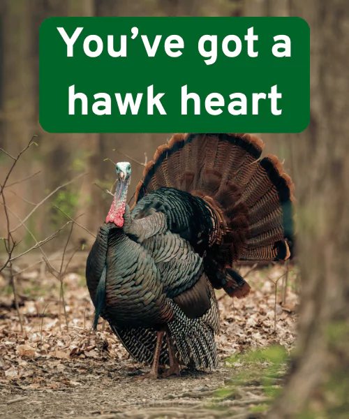 124 Best Hawk Puns - Clever Cute and Funny One-Liners 2 Cute Hawk Puns
