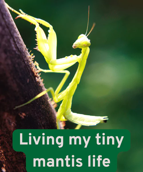 110 Mantis Puns That Are Bugged Out with Humor 3 Cute Mantis Puns for Captions and Bios