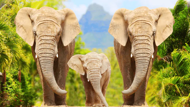 Elephant Puns