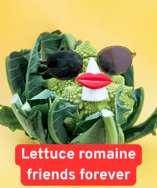 178 Cabbage Puns That will Leaf You Laughing 2 Funny Cabbage Puns