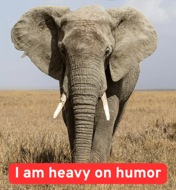 177 Elephant Puns That Are Unforgettable & Hilarious 3 Funny Elephant Puns