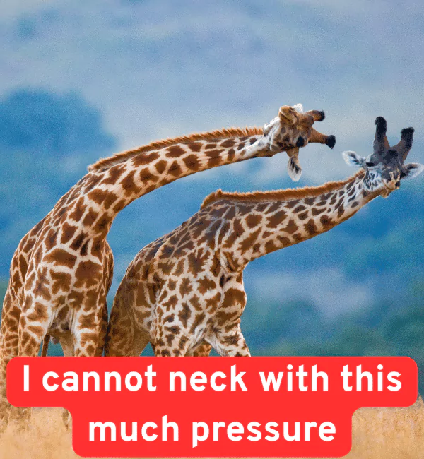 170 Giraffe Puns That will Make You Stick Your Neck Out 3 Funny Giraffe Puns
