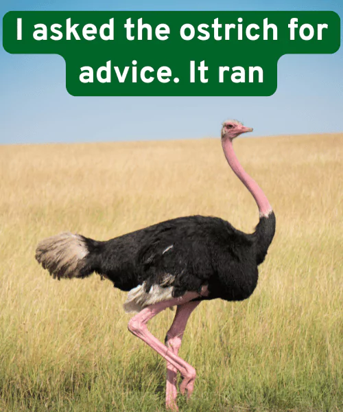 144 Ostrich Puns That Will Crack You Up Like an Egg 2 Funny Ostrich Puns