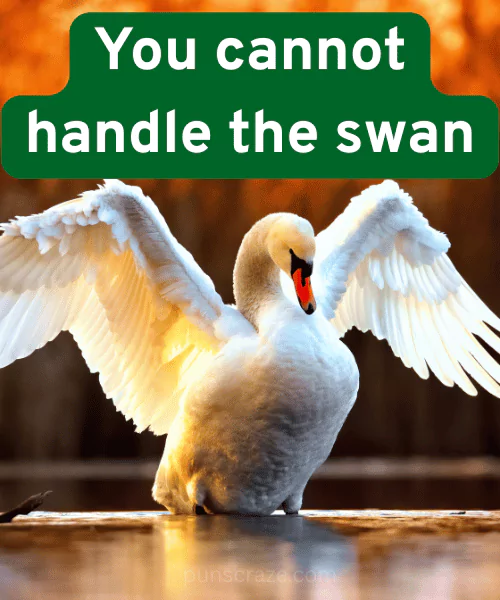 133 Swan Puns That will Quack You Up with Laughter 3 Funny Swan Puns
