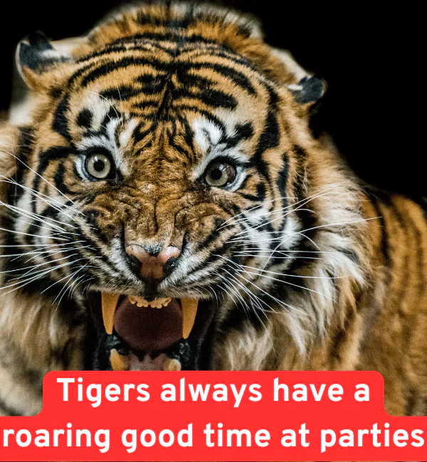 166 Best Tiger Puns for Instagram Birthdays and More 3 Funny Tiger Puns