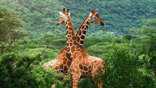 Giraffe Puns