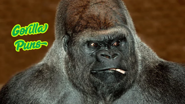 Gorilla Puns