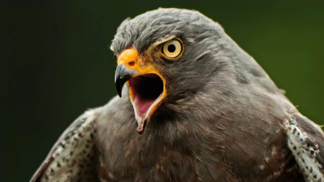 124 Best Hawk Puns - Clever Cute and Funny One-Liners 1 Hawk Puns