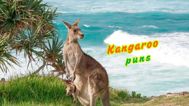 Kangaroo Puns