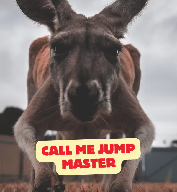 185 Kangaroo Puns That will Jump Right Into Your Heart 3 Kangaroo Puns One Liners