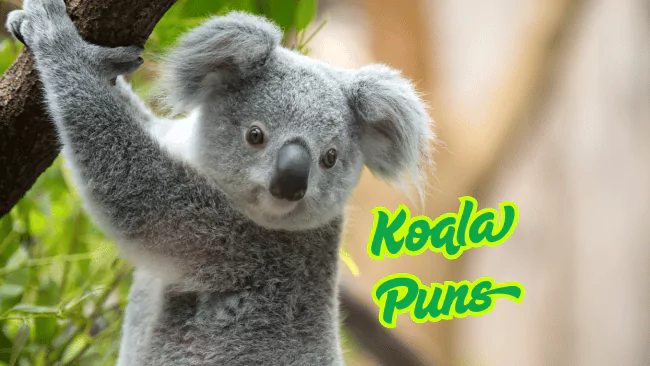 Koala Puns