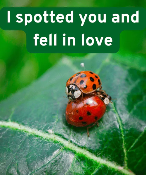 113 Ladybug Puns That will Bug You With Laughter 3 Ladybug Love Puns