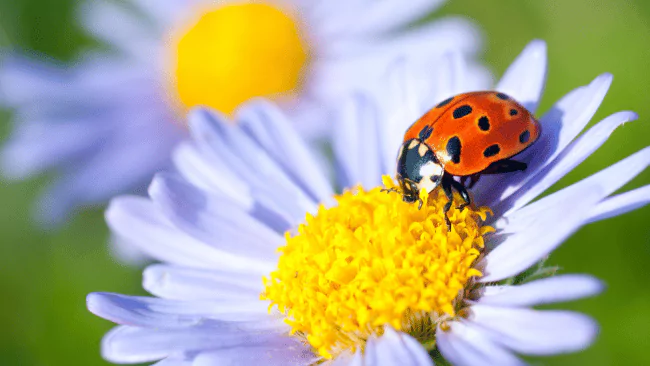 Ladybug Puns
