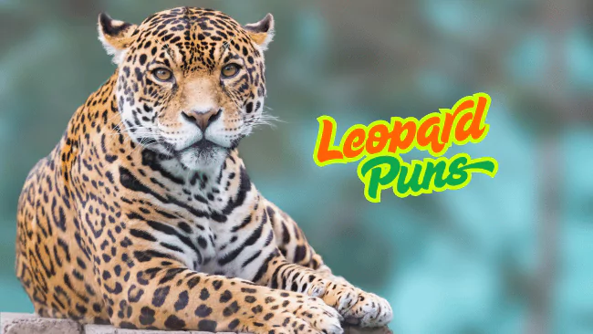 126 Leopard Puns That will Make You Spot the Fun Fast 1 Leopard Puns