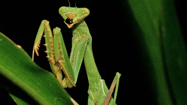 Mantis Puns