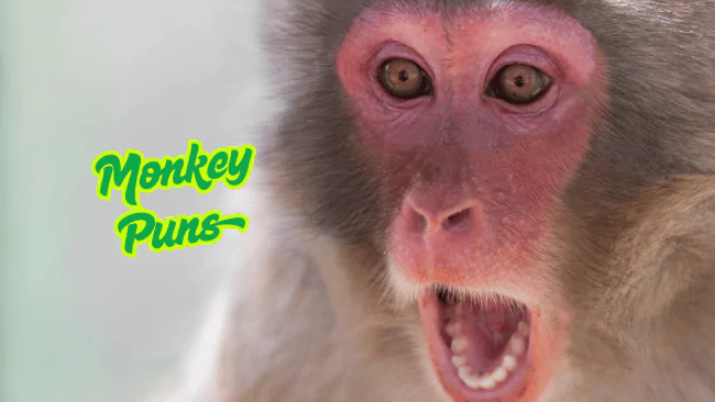 151 Monkey Puns May Cause Uncontrollable Cheeky Giggles 1 Monkey Puns