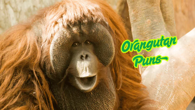 Orangutan Puns
