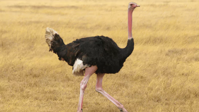Ostrich Puns