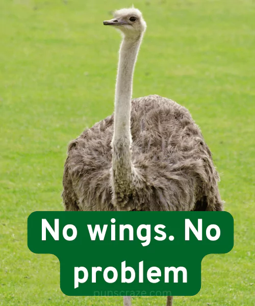 144 Ostrich Puns That Will Crack You Up Like an Egg 3 Ostrich Puns One-Liners