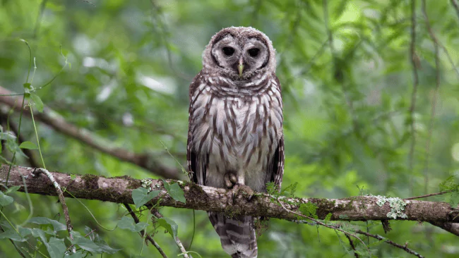 Owl Puns