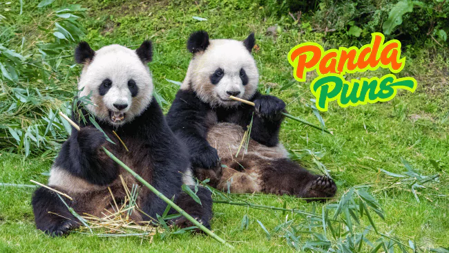 Panda Puns
