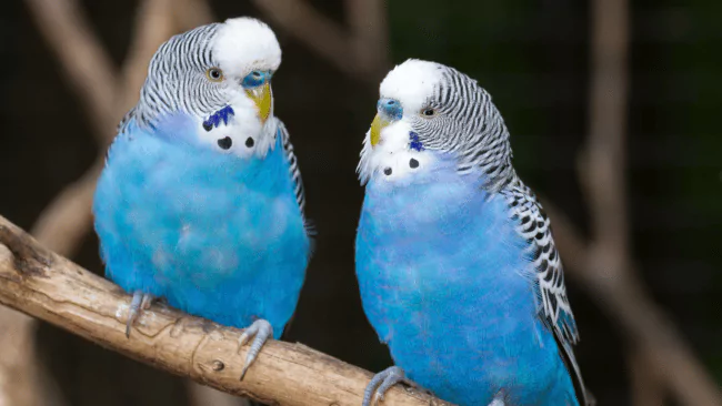 Parakeet Pun