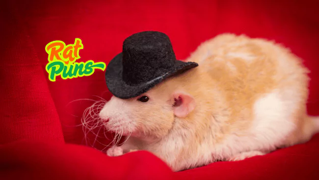 Rat Puns
