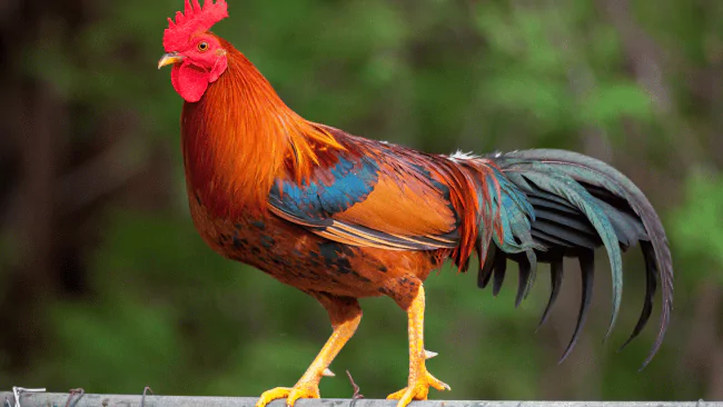 Rooster Puns